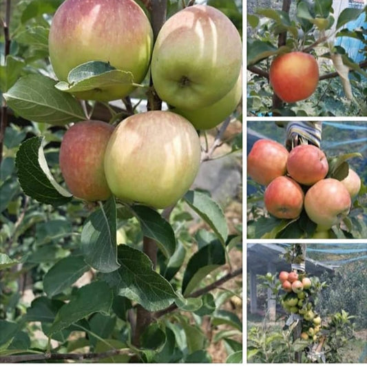 HRMN-99 Hot Climate Grafted Apple Plant