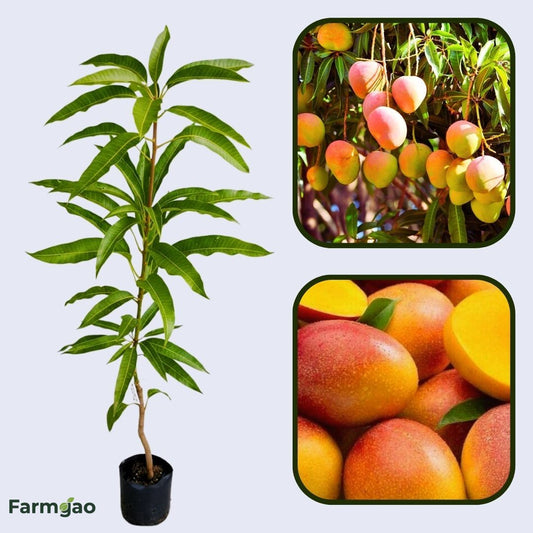 Haden Mango Aam Grafted Healthy Fruit Plant