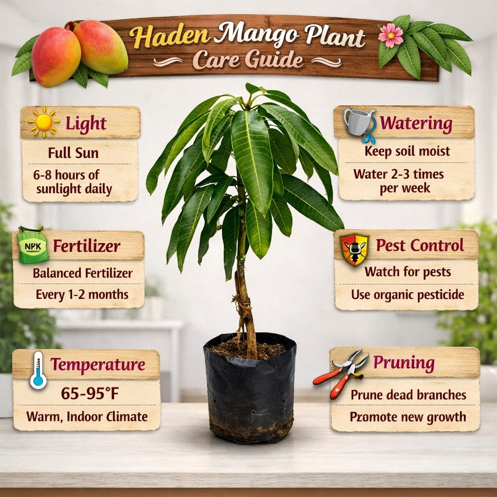 Haden Mango Aam Grafted Healthy Fruit Plant