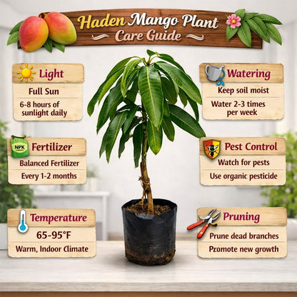 Haden Mango Aam Grafted Healthy Fruit Plant
