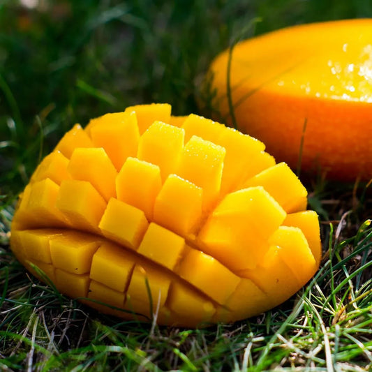 Haden Mango Aam Grafted Healthy Fruit Plant