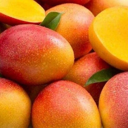 Haden Mango Aam Grafted Healthy Fruit Plant