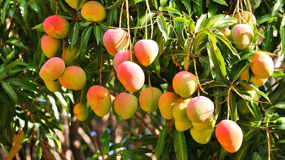Haden Mango Aam Grafted Healthy Fruit Plant