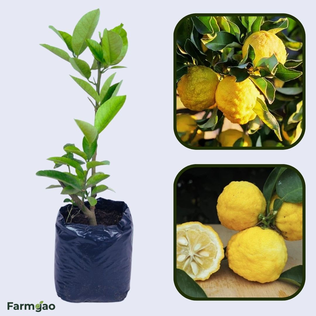 Hanayu Lemon Plant Live Nimbu Tree Kagzi Lemon Citrus Limon Fruit Plant