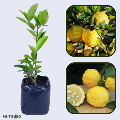 Hanayu Lemon Plant Live Nimbu Tree Kagzi Lemon Citrus Limon Fruit Plant