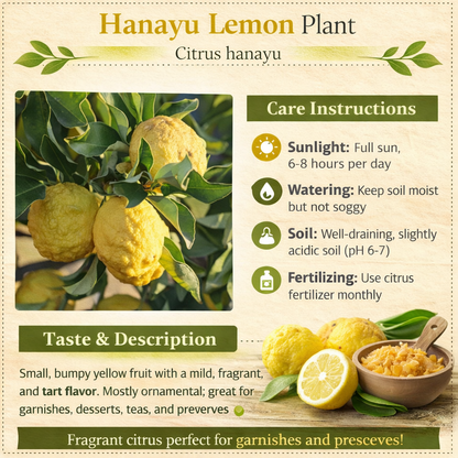 Hanayu Lemon Plant Live Nimbu Tree Kagzi Lemon Citrus Limon Fruit Plant