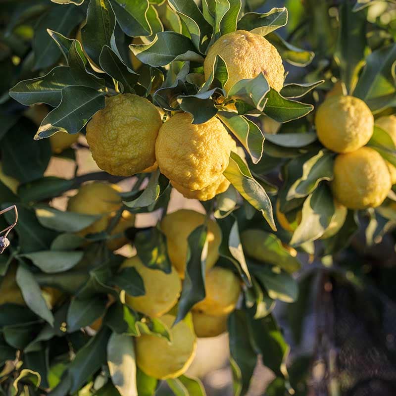 Hanayu Lemon Plant Live Nimbu Tree Kagzi Lemon Citrus Limon Fruit Plant