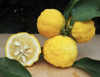 Hanayu Lemon Plant Live Nimbu Tree Kagzi Lemon Citrus Limon Fruit Plant