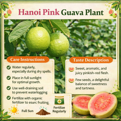 Hanoi Pink Guava Air Layered Healthy Fruit Plant