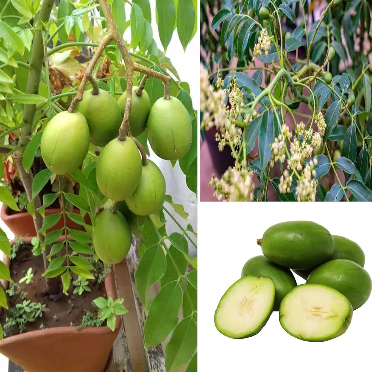 Hog Plum Bilati Amra Spondias Mombin All Time Grafted Fruit Plant
