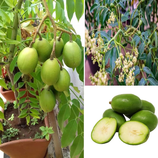 Hog Plum Bilati Amra Spondias Mombin All Time Grafted Fruit Plant