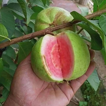 Pink Lalit Lalitha Guava Hybrid Air Layered Plant