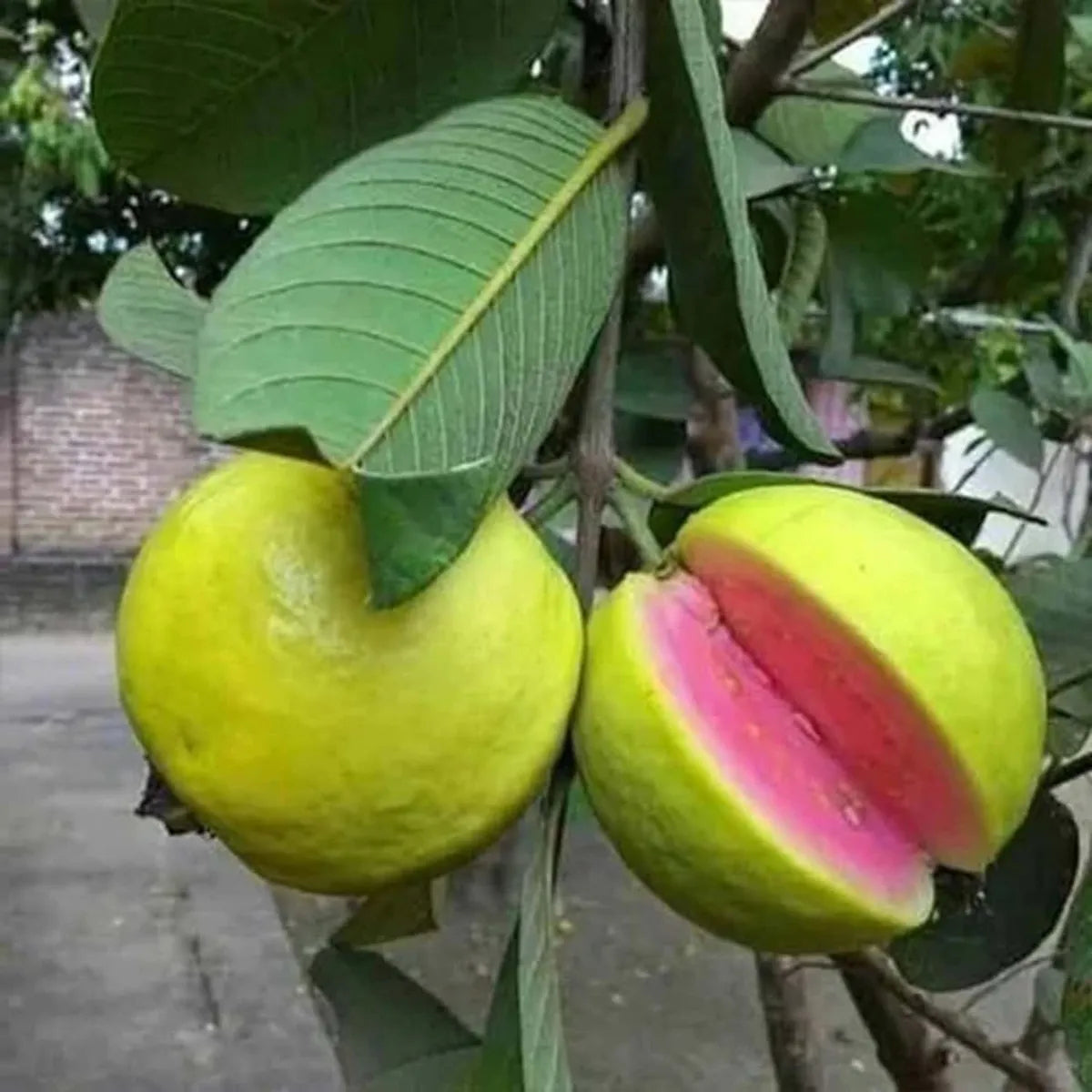 Pink Lalit Lalitha Guava Hybrid Air Layered Plant