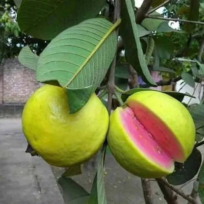 Pink Lalit Lalitha Guava Hybrid Air Layered Plant