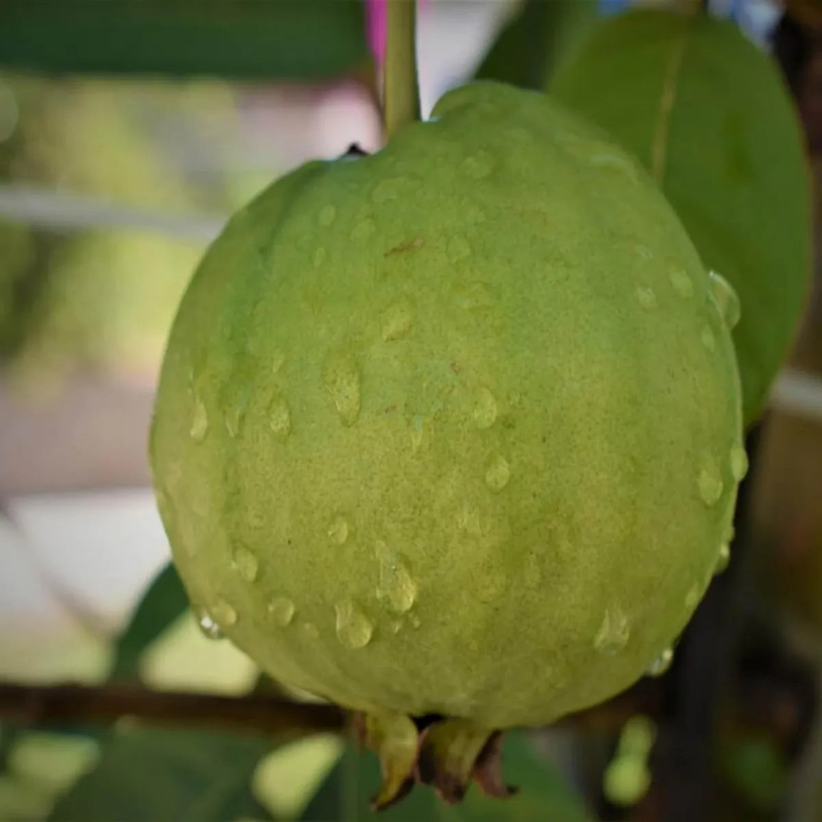 Lucknow 49 (Sardar) Guava Hybrid Air Layered Plant