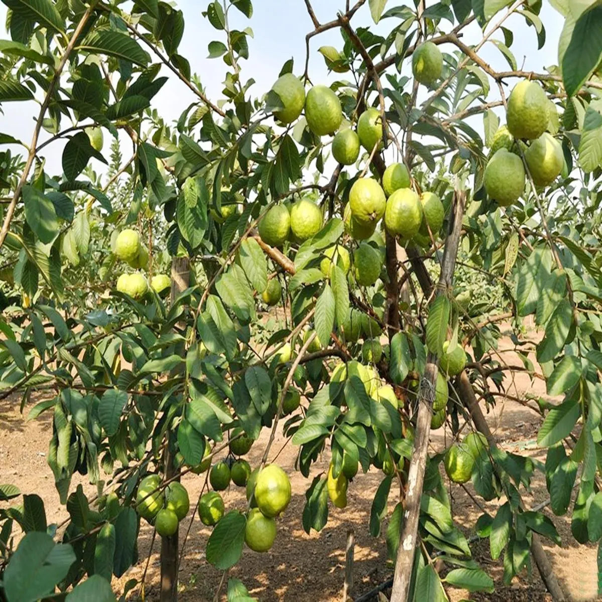 VNR Bihi Guava  Hybrid Air Layered Plant
