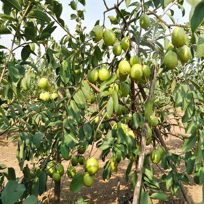VNR Bihi Guava  Hybrid Air Layered Plant