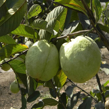 VNR Bihi Guava  Hybrid Air Layered Plant