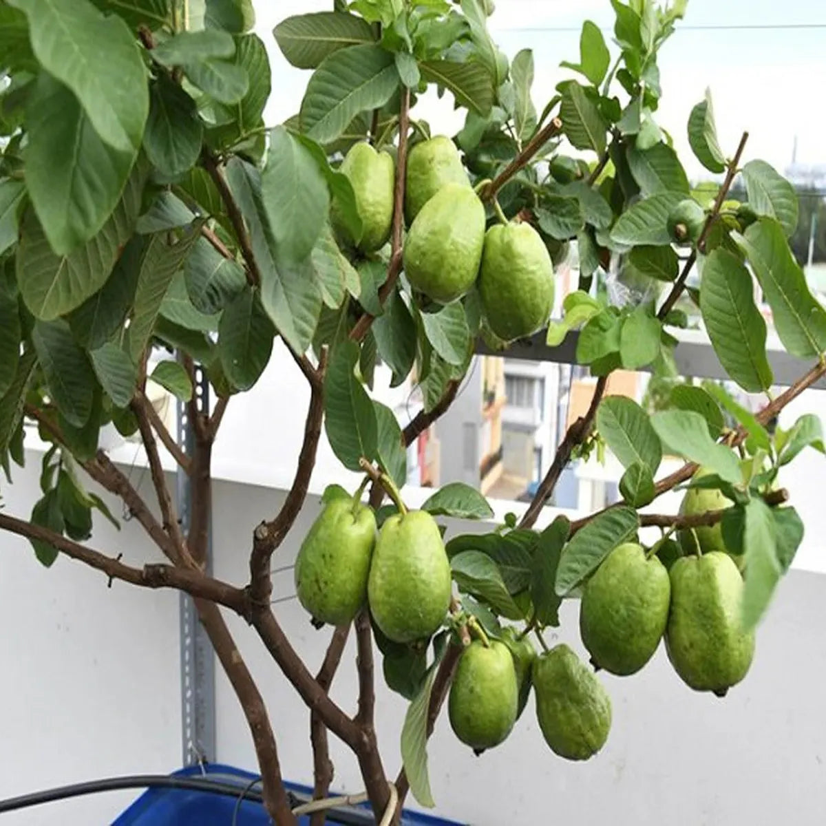 Thai 7 Guava Guava Hybrid Air Layered Plant