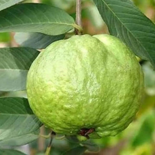 KG Big Size Guava Hybrid Air Layered Plant