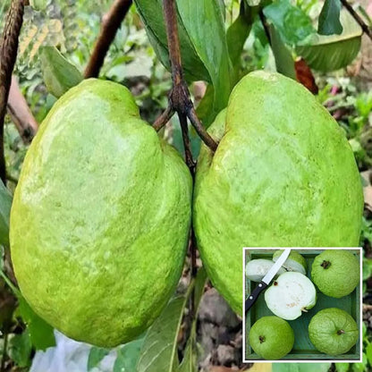 Thai 5 Super Kiran Guava- KG 5  Hybrid Air Layered Plant