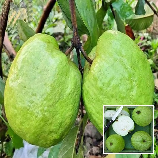 Thai 5 Super Kiran Guava- KG 5  Hybrid Air Layered Plant