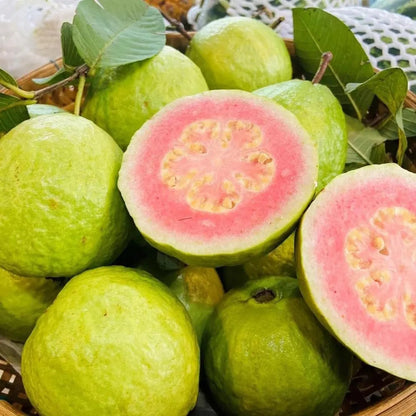 Arka Kiran Pink Guava Hybrid Air Layered Plant