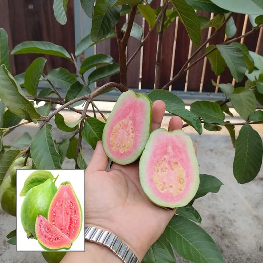 Taiwan Pink Guava Hybrid Air Layered Plant