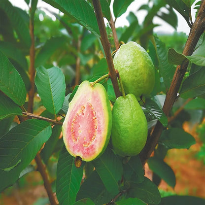 Taiwan Pink Guava Hybrid Air Layered Plant