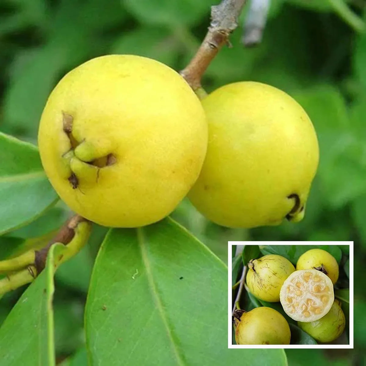 Yellow Strawberry Guava Hybrid Air Layered Plant