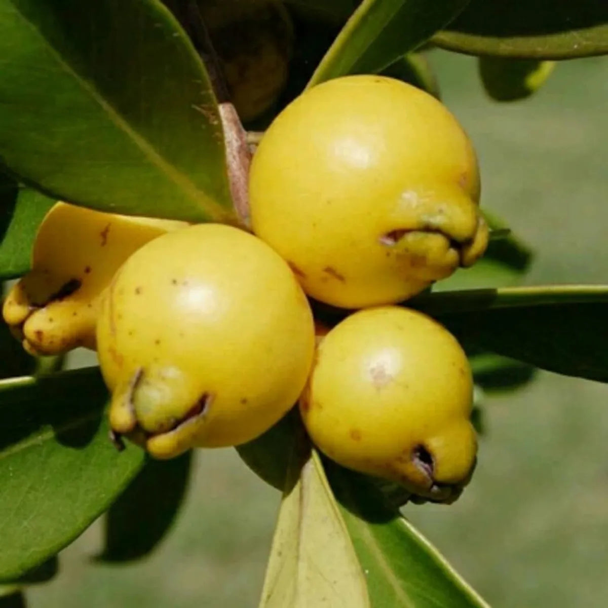 Yellow Strawberry Guava Hybrid Air Layered Plant