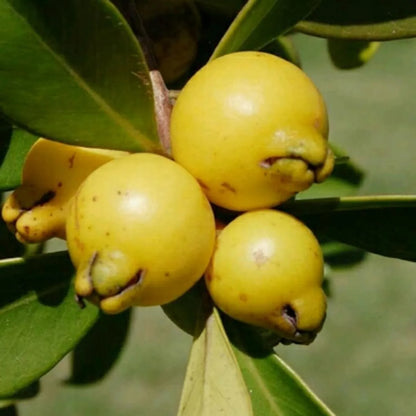 Yellow Strawberry Guava Hybrid Air Layered Plant