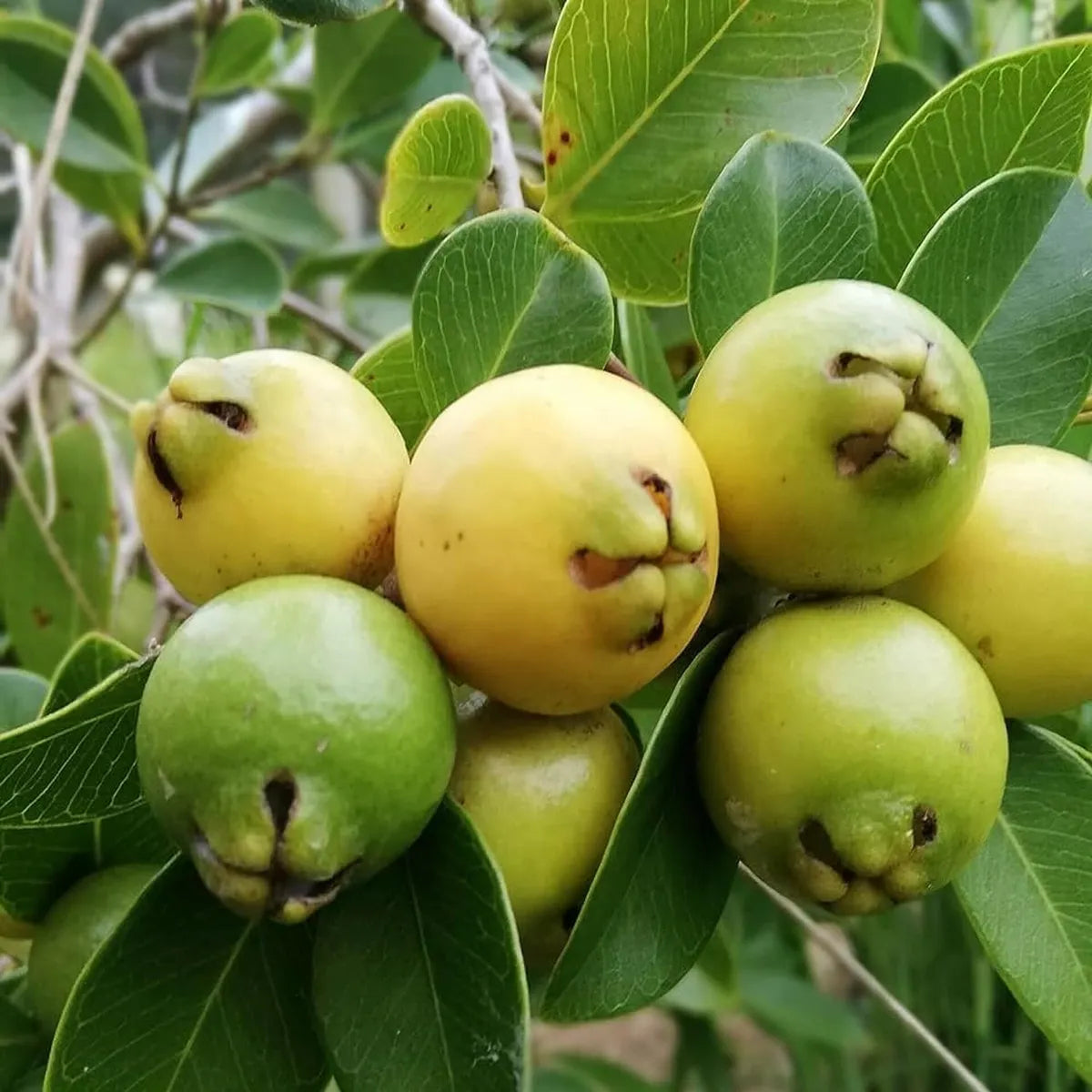 Yellow Strawberry Guava Hybrid Air Layered Plant