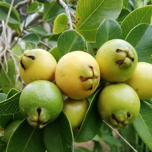 Yellow Strawberry Guava Hybrid Air Layered Plant