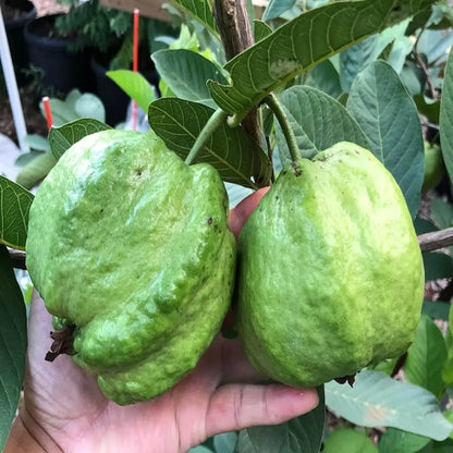 Seedless White Diamond Guava Hybrid Air Layered Plant