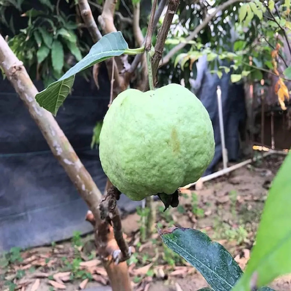 Seedless White Diamond Guava Hybrid Air Layered Plant