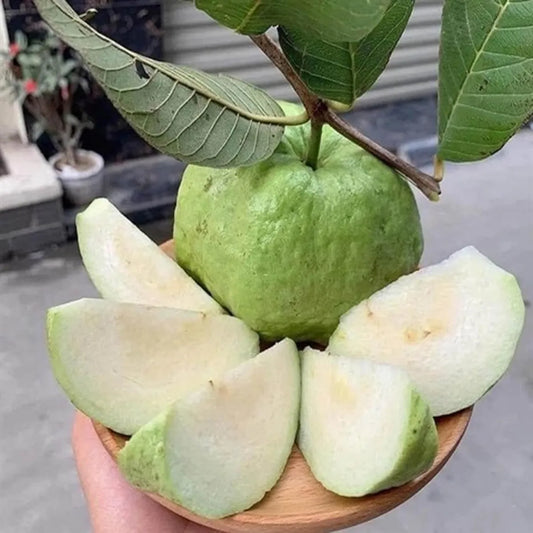 Seedless White Diamond Guava Hybrid Air Layered Plant