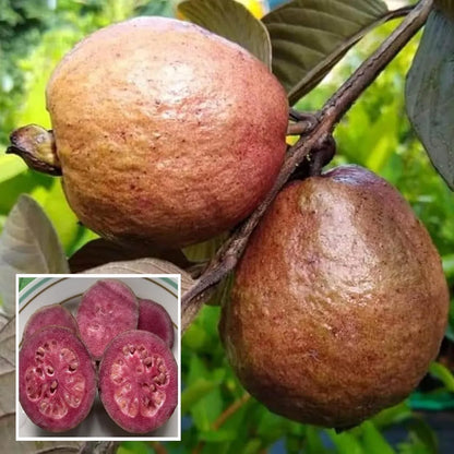 Red Malaysian Guava Hybrid Air Layered Plant