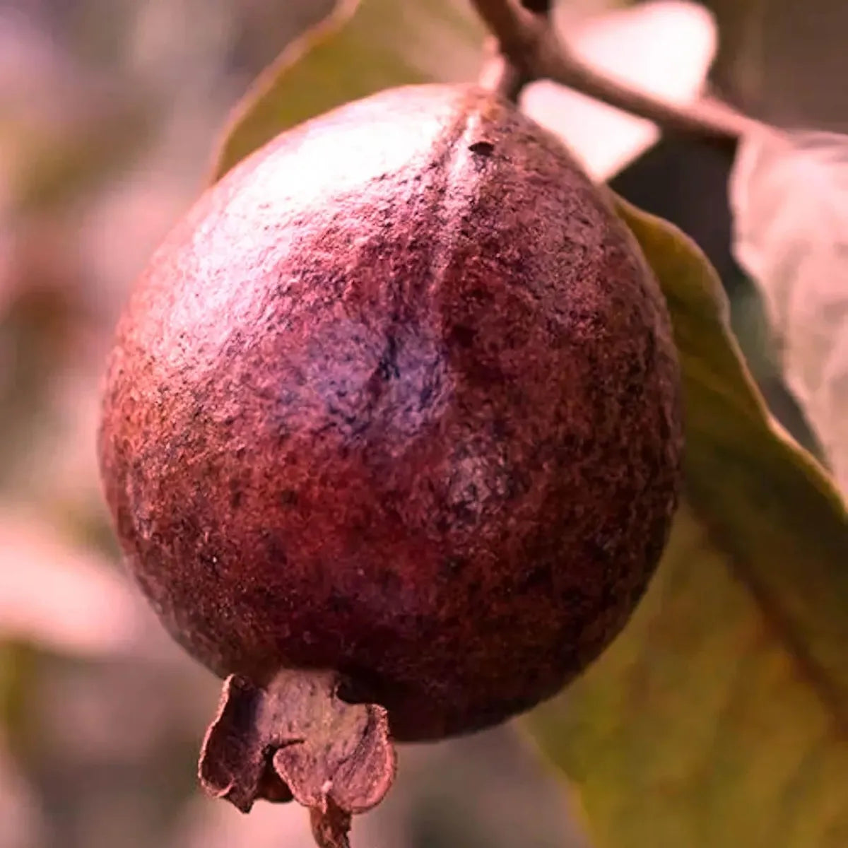 Red Malaysian Guava Hybrid Air Layered Plant