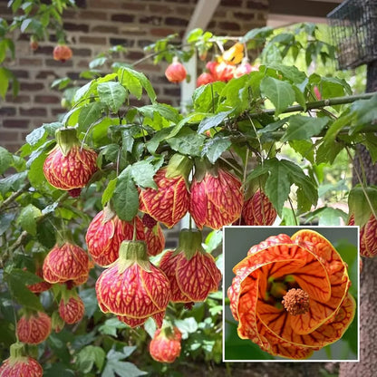 Lantern Lanthana Hibiscus Joba Gudhal Flower Plant