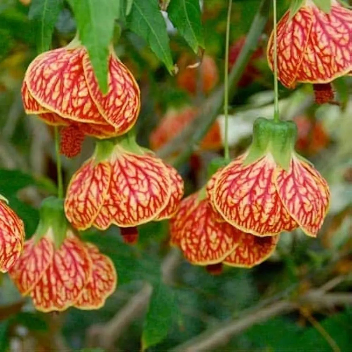Lantern Lanthana Hibiscus Joba Gudhal Flower Plant