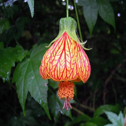 Lantern Lanthana Hibiscus Joba Gudhal Flower Plant