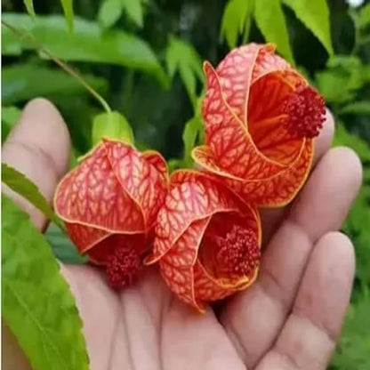 Lantern Lanthana Hibiscus Joba Gudhal Flower Plant