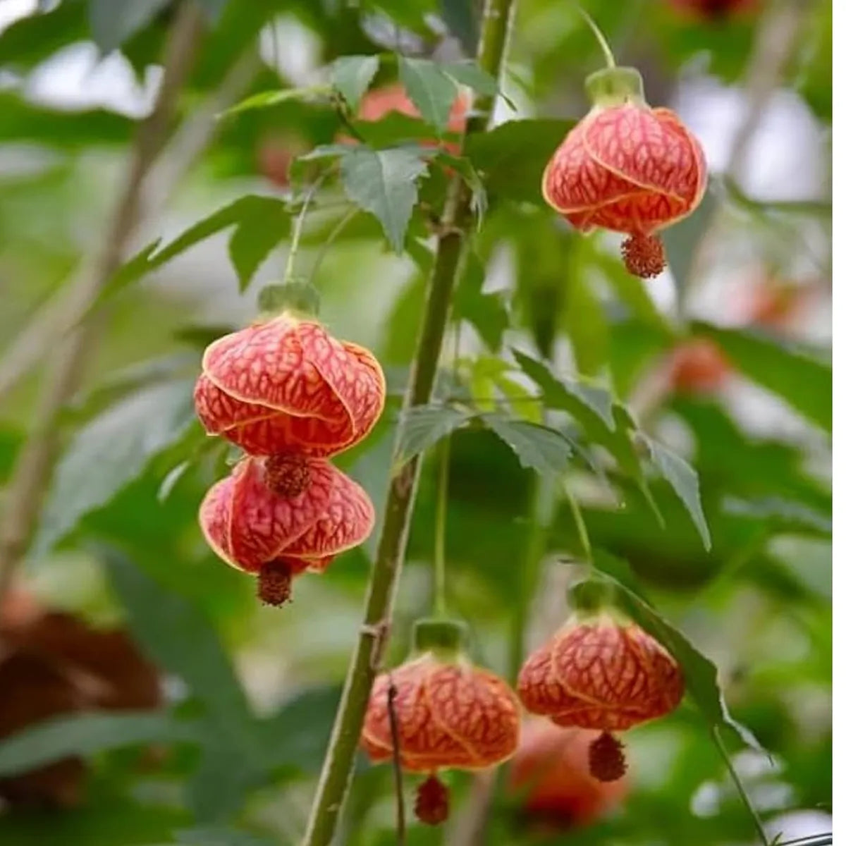 Lantern Lanthana Hibiscus Joba Gudhal Flower Plant