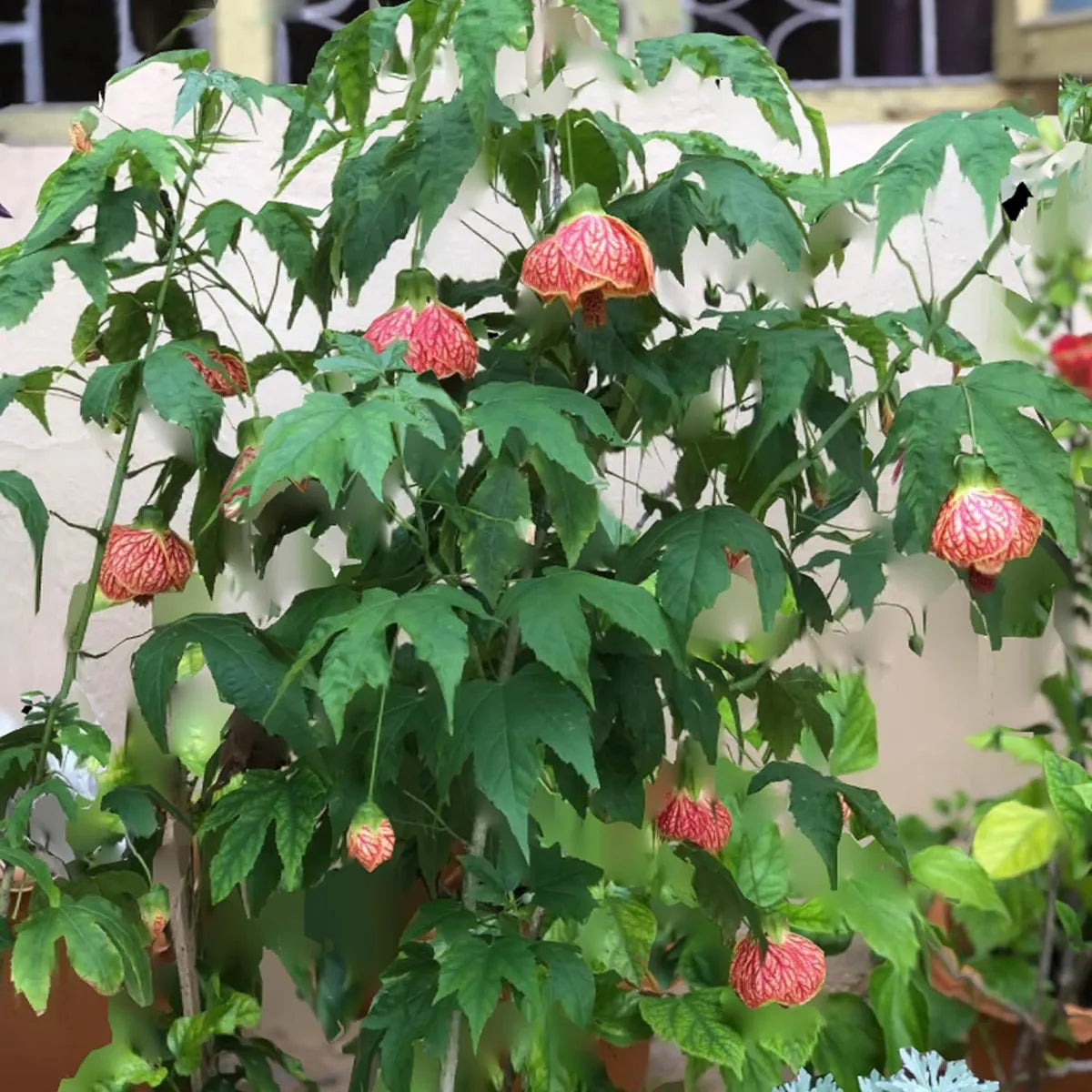 Lantern Lanthana Hibiscus Joba Gudhal Flower Plant