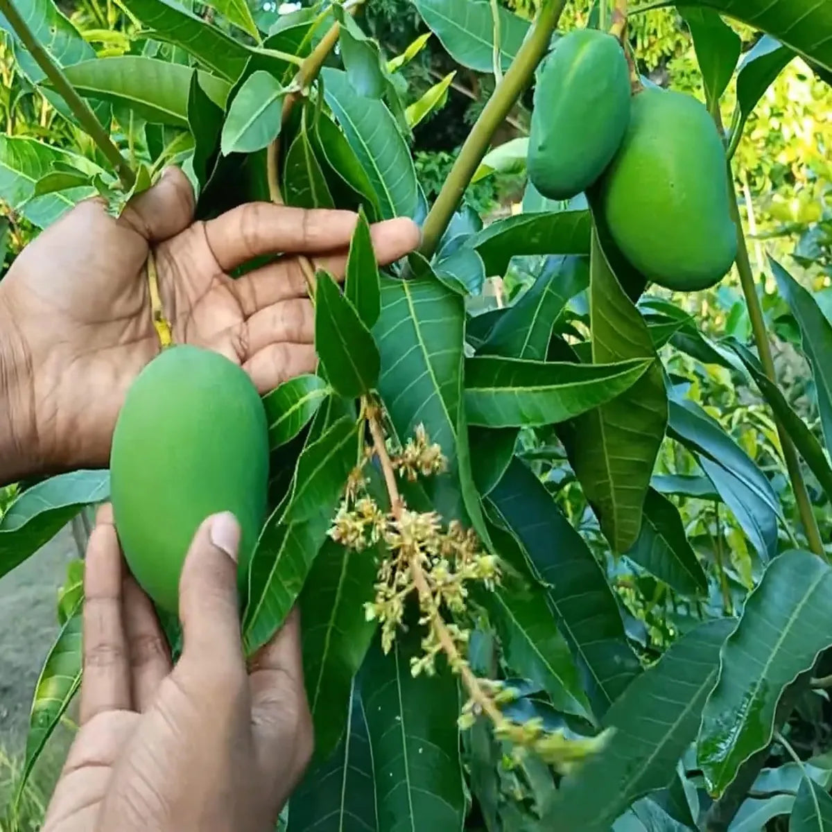 Bangladeshi Bari 11 All Time Mango Grafted Hybrid Plant