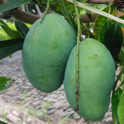 Bangladeshi Bari 11 All Time Mango Grafted Hybrid Plant