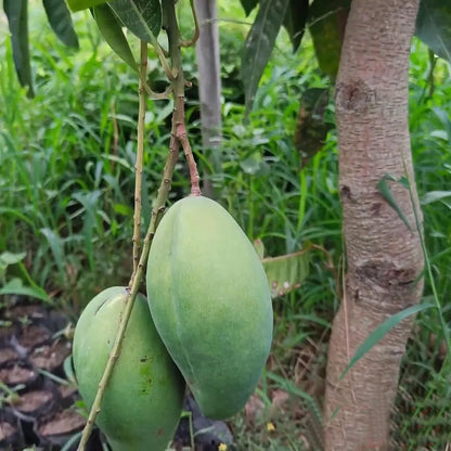 Bangladeshi Bari 11 All Time Mango Grafted Hybrid Plant