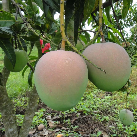 R2E2 Mango Grafted Hybrid Plant