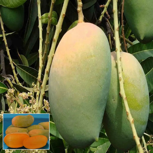 Gir Kesar Mango Grafted Hybrid Plant